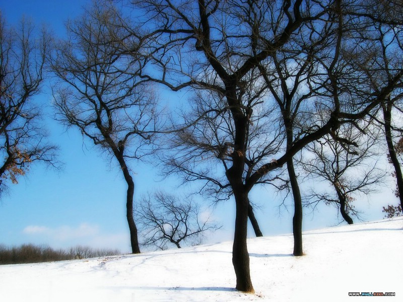 壁纸800 600专题摄影壁纸之下雪的天空下雪景色图片壁纸desktop Wallpaper Snow Scenery壁纸 专题摄影壁纸下雪的天空壁纸 图片 风景壁纸 风景图片素材 桌面壁纸