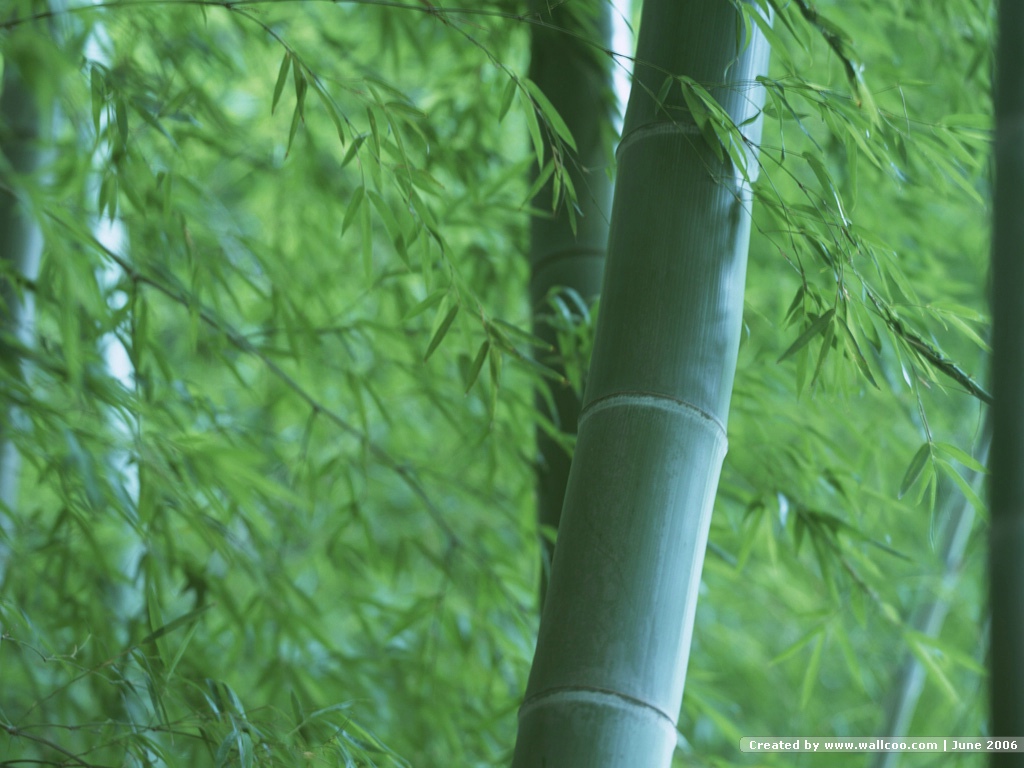 壁纸1024 768竹林深处青葱世界竹子图片壁纸desktop Wallpaper Of Bamboos Pictures壁纸 竹林深处青葱世界壁纸 图片 风景壁纸 风景图片素材 桌面壁纸