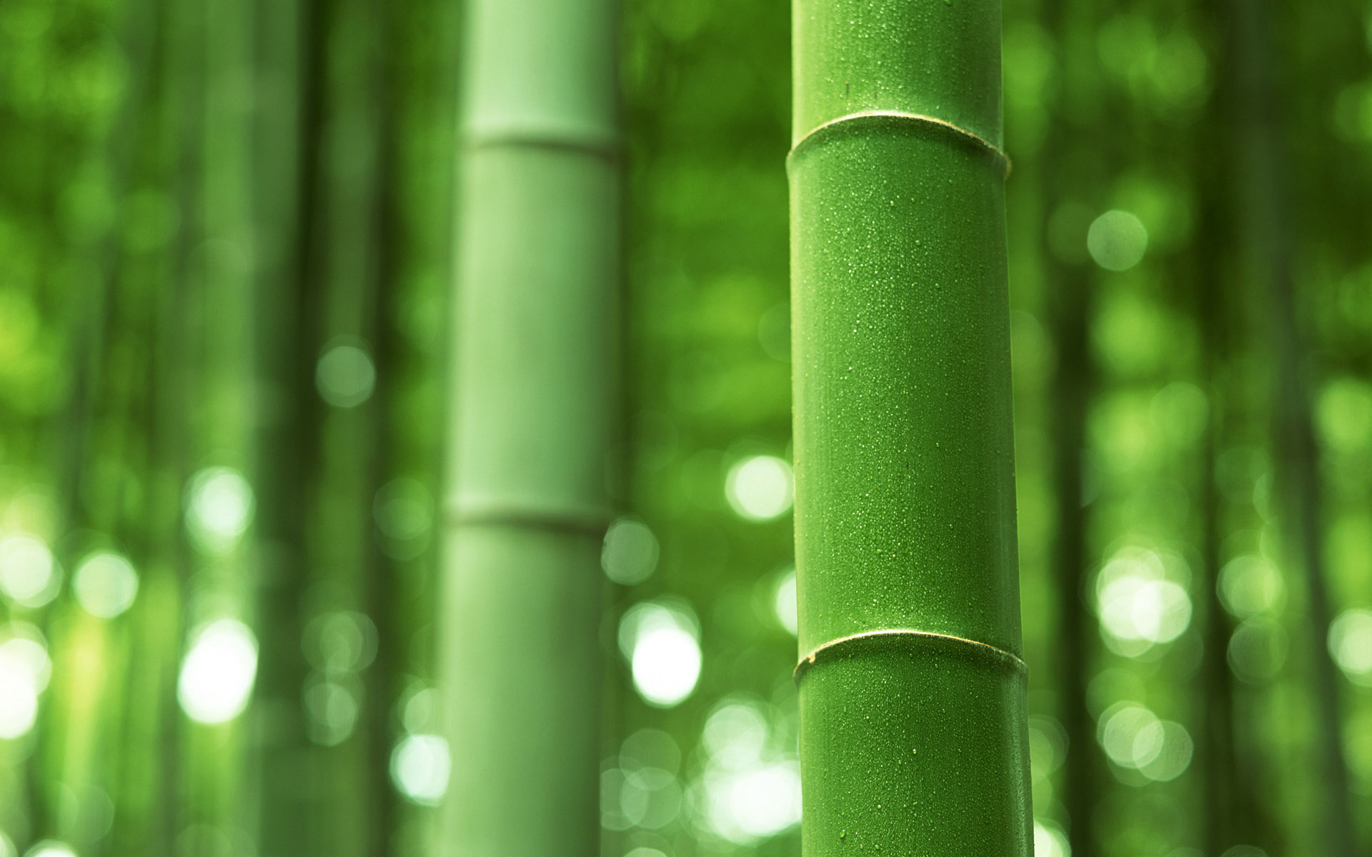 竹林深处 青葱世界 竹子图片壁纸 Desktop Wallpaper of bamboos pictures 竹林深处青葱世界 风景壁纸