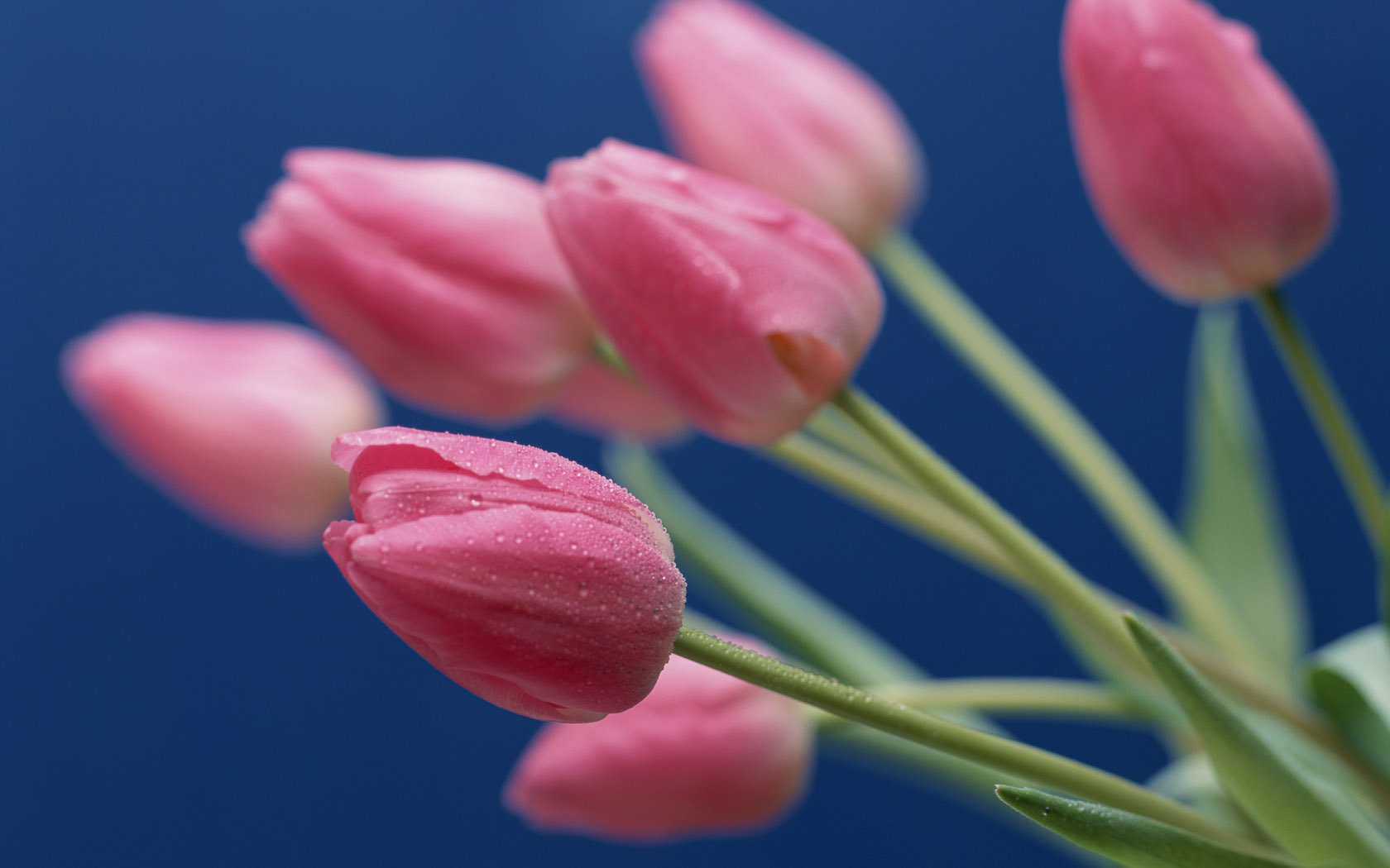 郁金香图片郁金香壁纸 Flower tulip Photos Flower Wallpaper