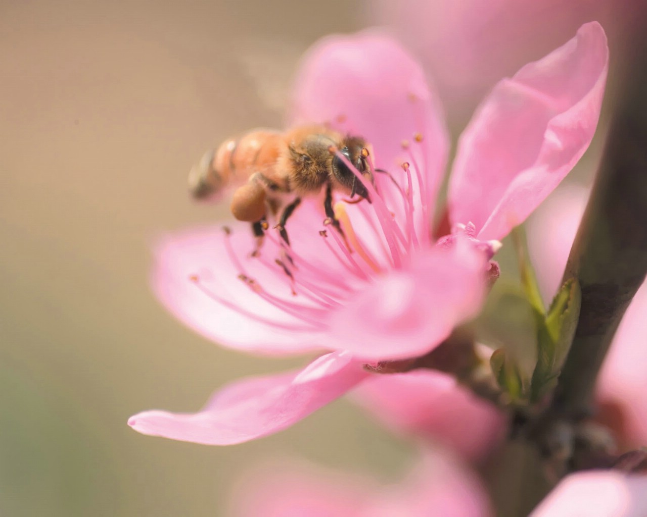 蜜蜂采花蜜壁纸