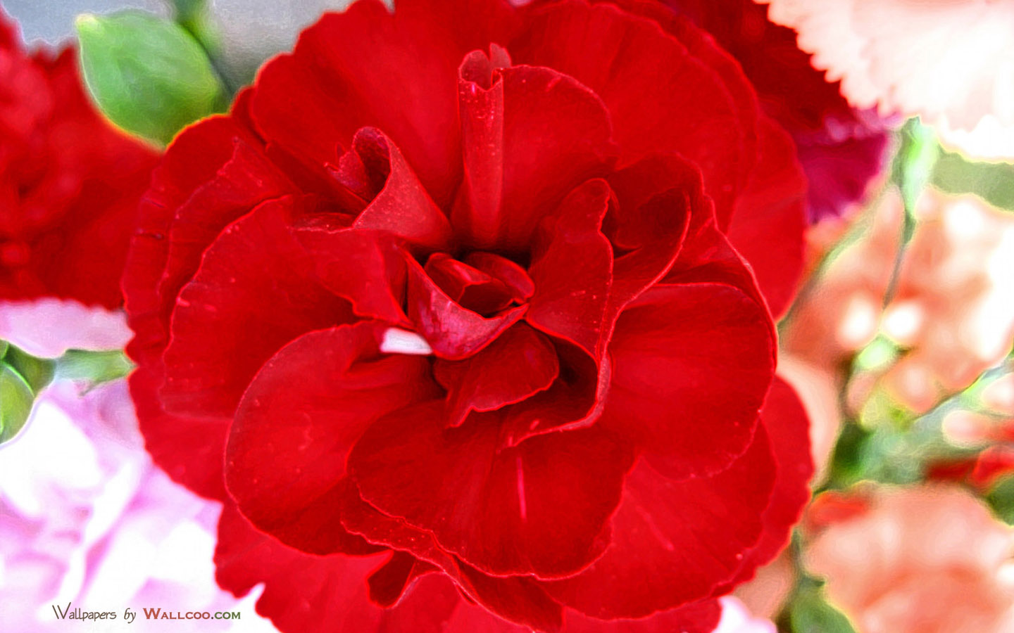 康乃馨花枝花瓣紅色, 康乃馨, 花枝, 花瓣PNG去背圖片素材免費下載，免摳圖設計圖案下載 - Pngtree