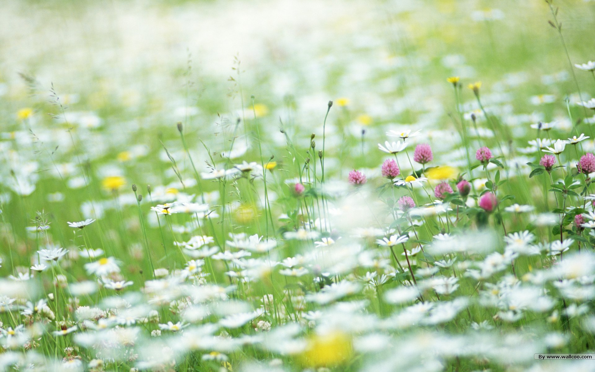 壁纸1920×1200野花烂漫清新风格花卉摄影壁纸清新