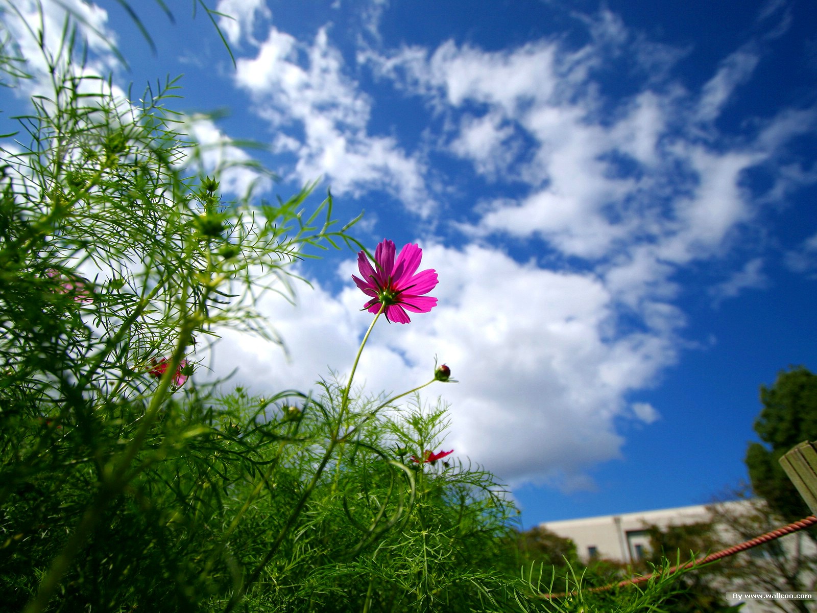 壁纸1600×1200秋天花开 秋樱大波斯菊壁纸壁纸,秋天的大波斯菊壁纸壁纸图片-花卉壁纸-花卉图片素材-桌面壁纸