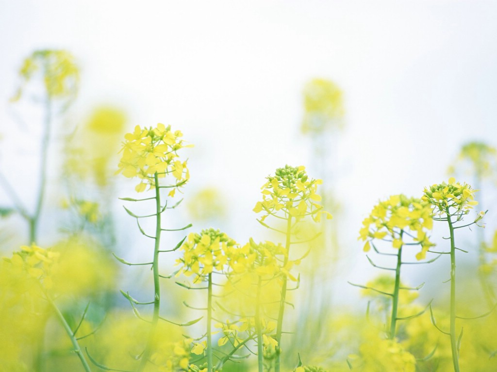 壁纸1024×768朦胧唯美 油菜花图片壁纸,柔光