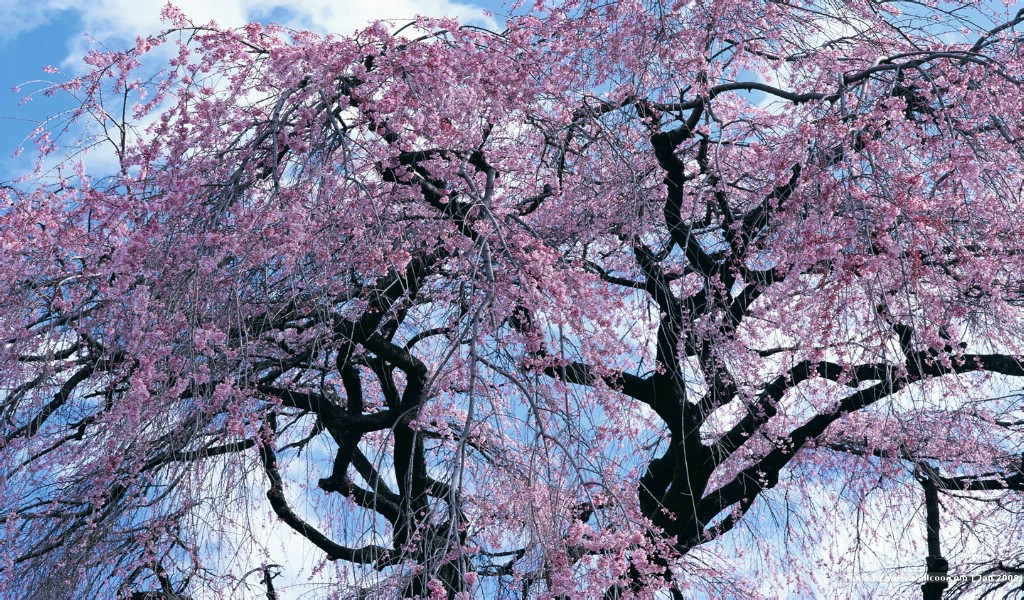 壁纸1024×600浪漫樱花壁纸 japanese cherry blossom wallpapers壁纸,三月樱花节-樱花壁纸壁纸图片-花卉壁纸-花卉图片素材-桌面壁纸