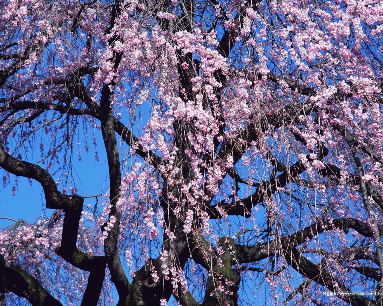 日本樱花图片 Japanese Sakura Cherry Blosso