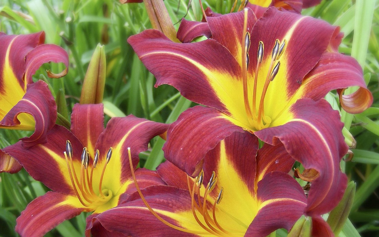 壁纸1280×800生命的绽放