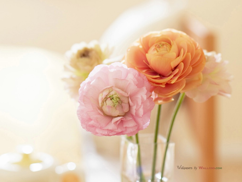 壁纸1024×768摄影+甜蜜家居花卉图片壁纸