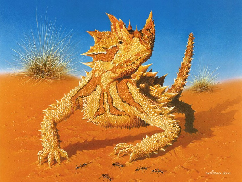 壁纸800×600照片级的手绘插画壁纸 澳洲地理