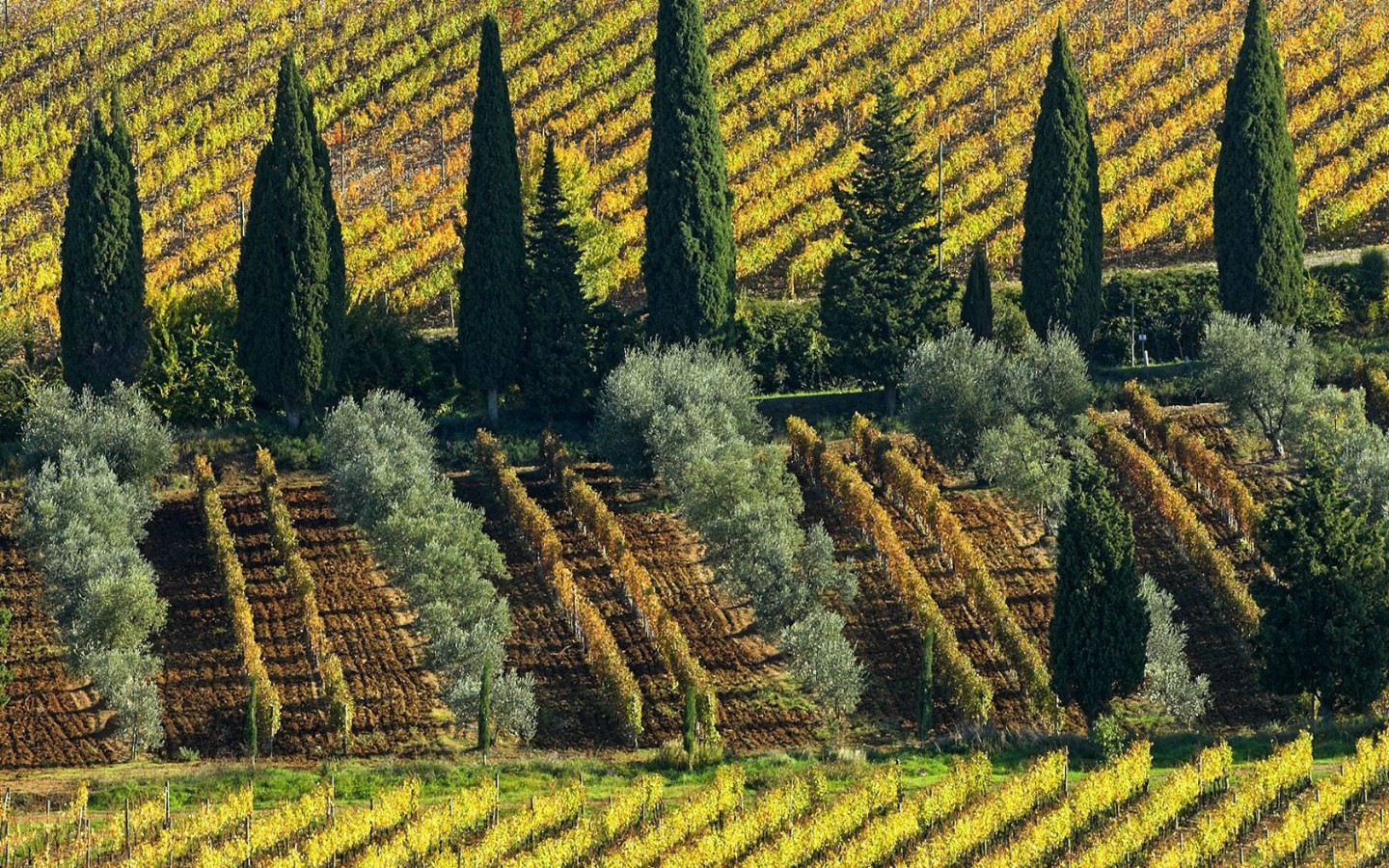 壁纸1440×900文化之旅 olive and cypress tre