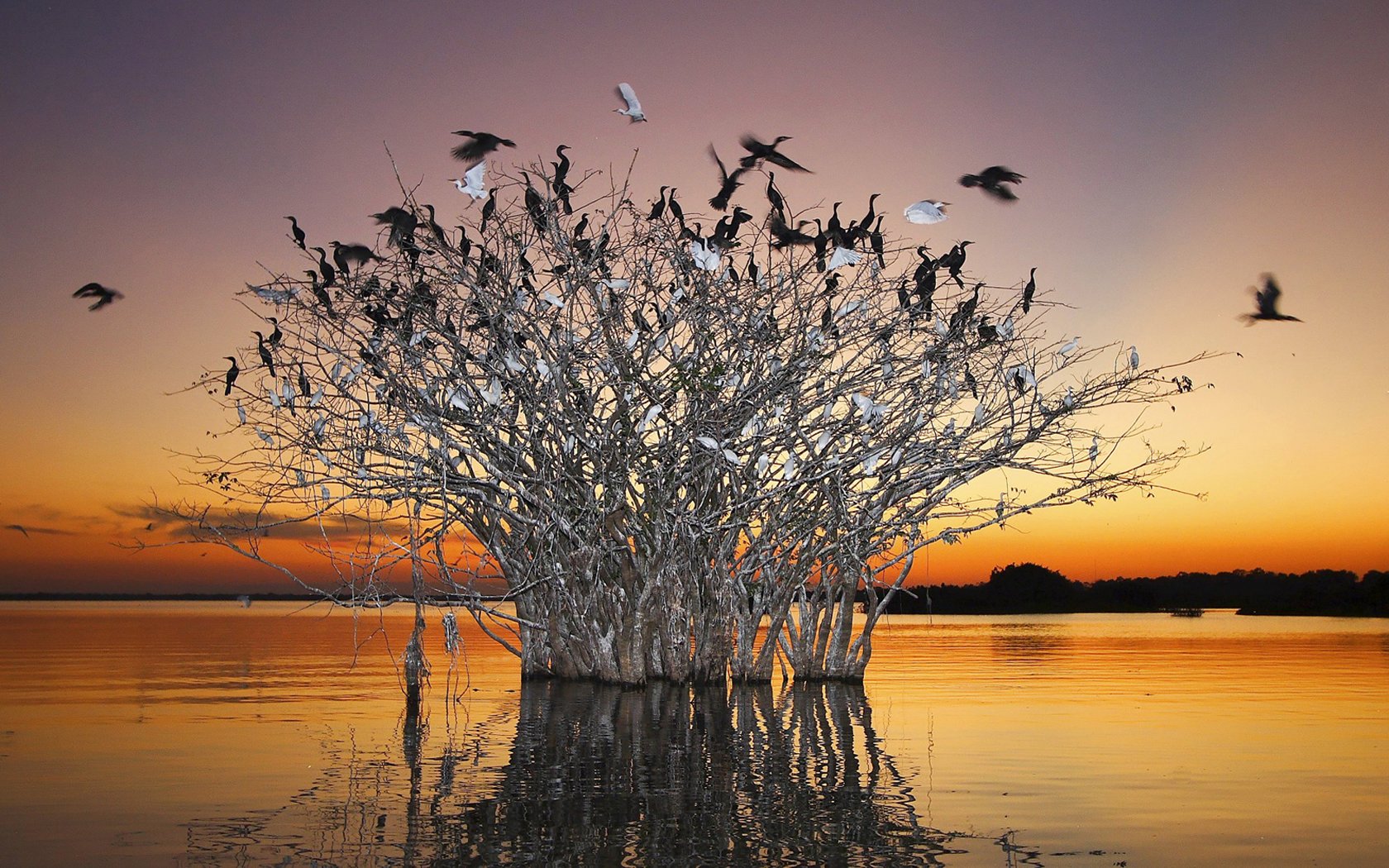 游历大千世界 国家地理杂志每日一图2010五六月摄影壁纸 巴西 潘塔纳尔沼泽图片壁纸