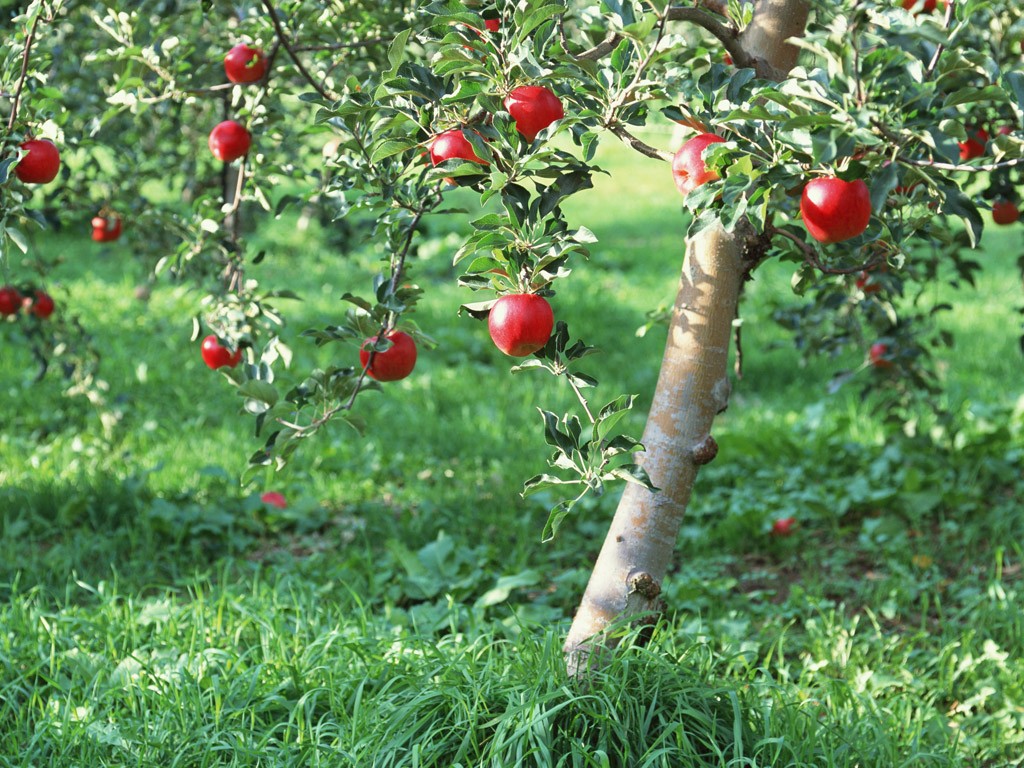 硕果累累 苹果篇 苹果树上的红苹果 Stock Pho
