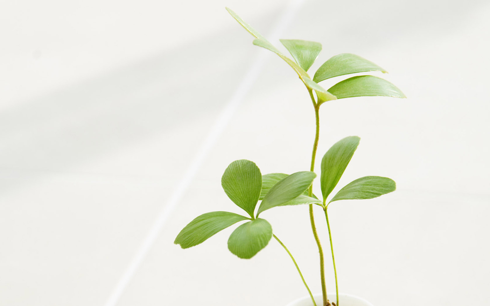 壁纸1680×1050简约室内摆设图片壁纸,温馨家