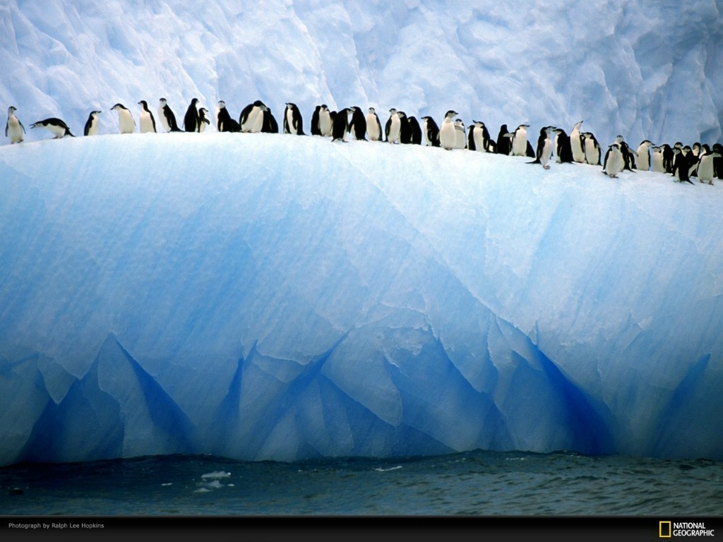 壁纸1024 768国家地理色彩专题life In Color Blue 生活中的蓝色南极的巨大浮冰上一群颔带企鹅排成一行站在浮冰的边缘