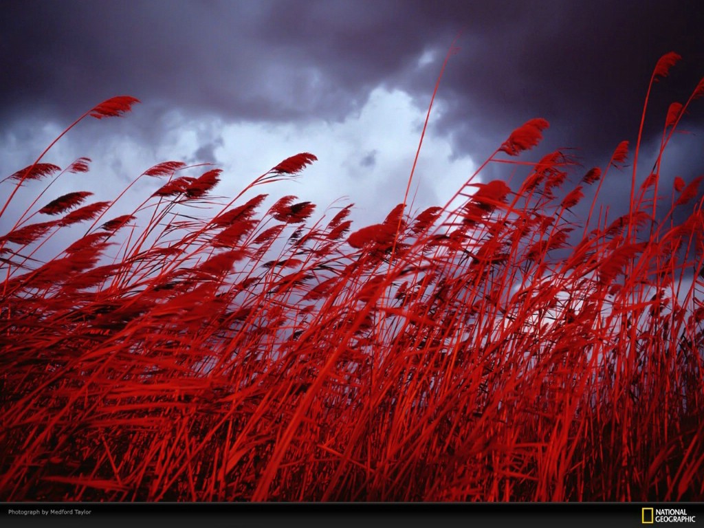 维吉尼亚被狂风吹